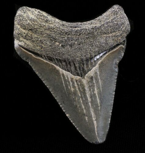 Chubutensis Tooth From Virgina - Megalodon Ancestor #37647